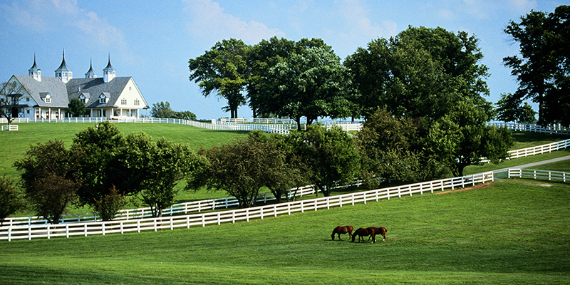 Kentucky Blue Grass